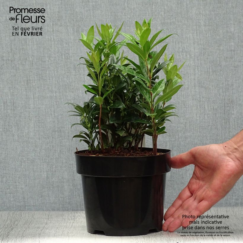 Ejemplar de Sarcococca hookeriana var. humilis - Sarcococa Maceta 2L/3L entregado en otoño