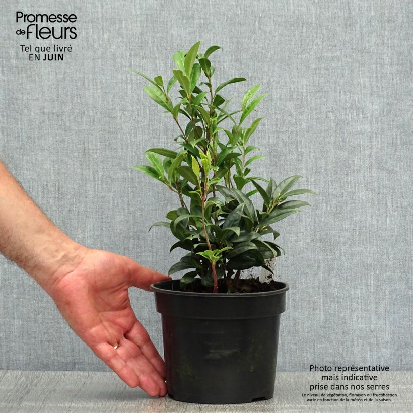Ejemplar de Sarcococca hookeriana var. humilis - Sarcococa Maceta 2L/3LAltura de entrega aprox. 15/20cm entregado en verano