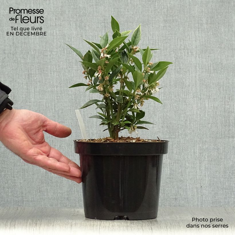 Sarcococca orientalis Maceta 2L/3L Ejemplar entregado en invierno