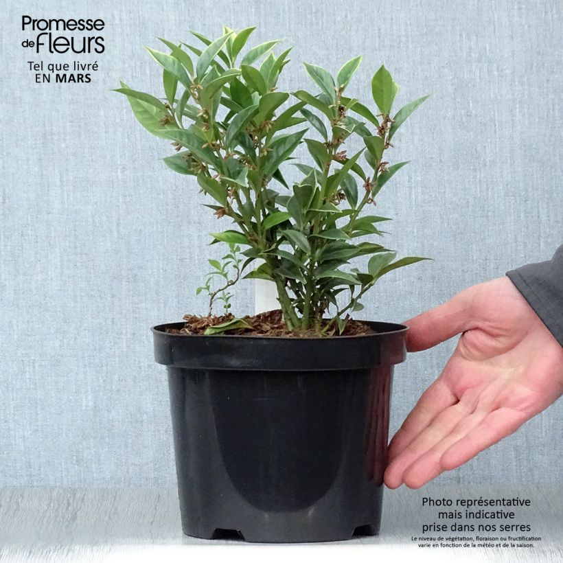 Sarcococca orientalis - Sarcocoque d'Orient Pot de 2L/3L Ejemplar entregado en la primavera