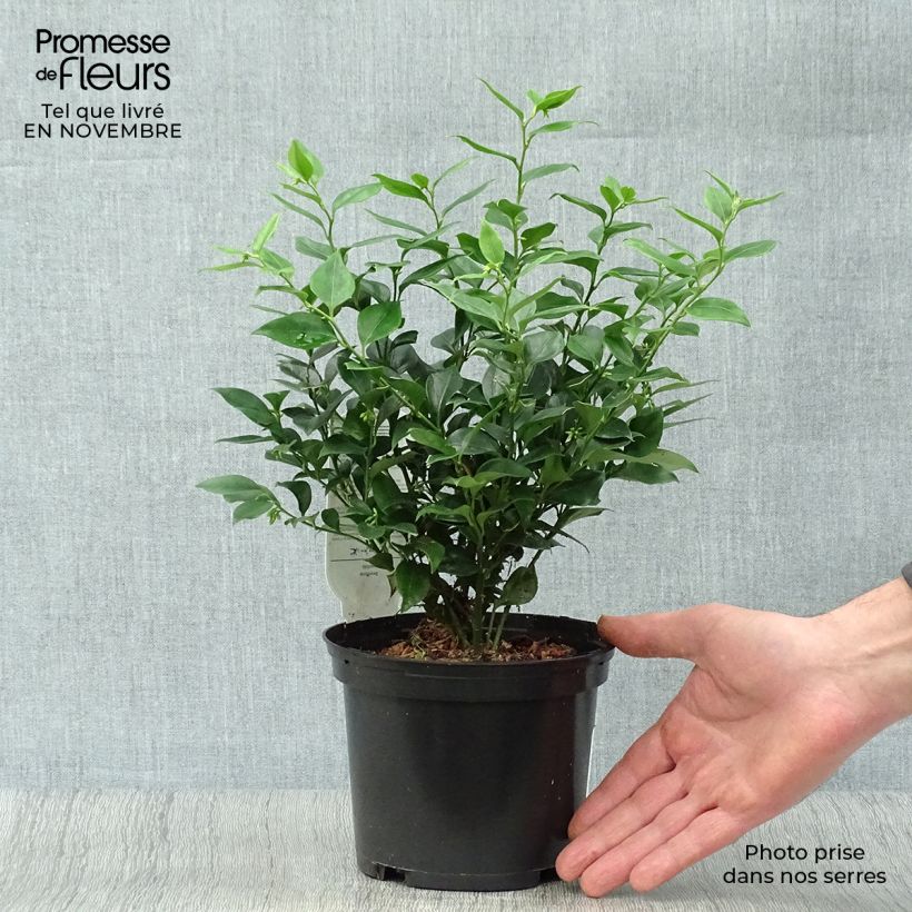 Ejemplar de Sarcococca ruscifolia Maceta 2L/3L entregado en otoño