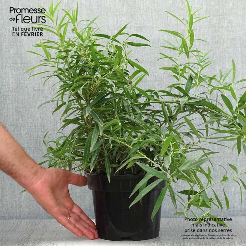 Ejemplar de Sarcococca saligna Maceta 2L/3L entregado en otoño