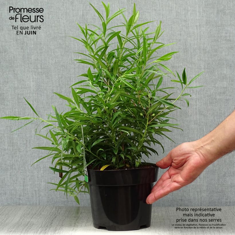 Ejemplar de Sarcococca saligna - Sarcocoque à feuilles de saule Pot de 2L/3L entregado en verano