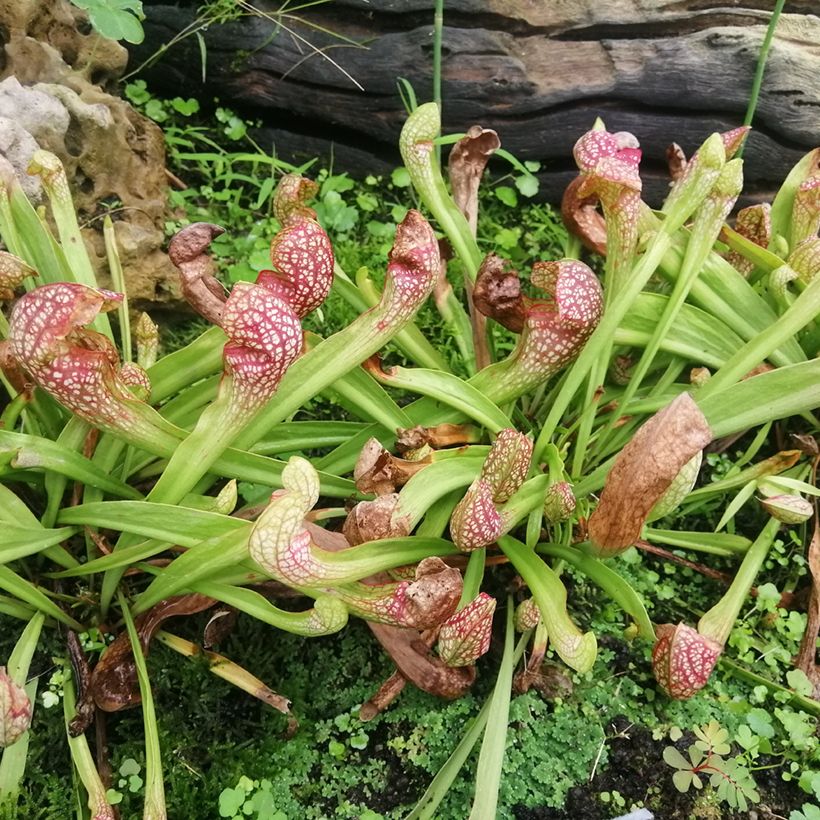 Sarracenia Scarlet Belle - Sarracena (Porte)