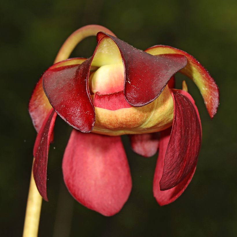 Sarracenia purpurea venosa - Sarracena (Floración)