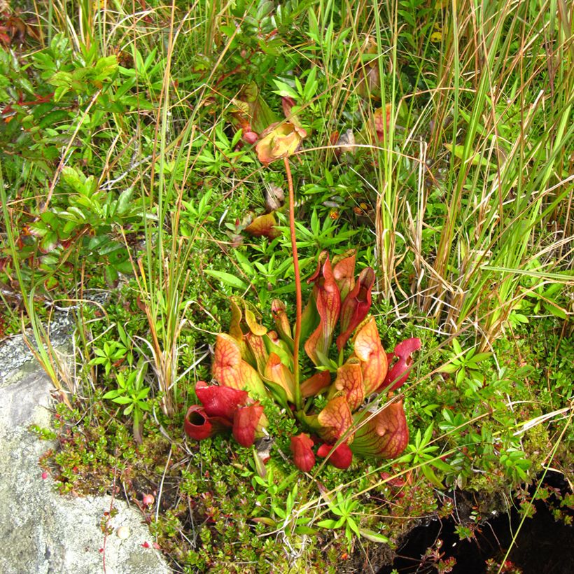 Sarracenia purpurea venosa - Sarracena (Porte)
