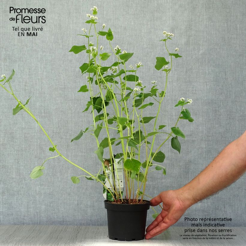 Alforfón - Fagopyrum esculentum Maceta 1,5L/2L Ejemplar entregado en la primavera