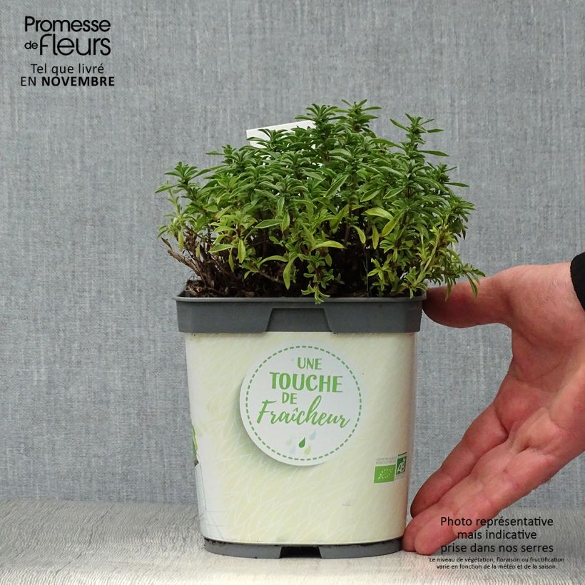 Ejemplar de Ajedrea de montaña Bio (plantas) - Satureja montana Maceta 1L/1,5L entregado en otoño