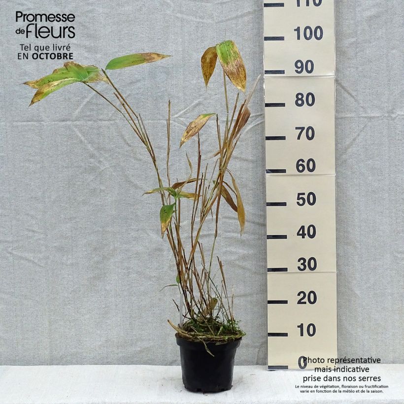 Ejemplar de Sasa palmata Nebulosa - Bambú enano Maceta 2L/3L entregado en otoño