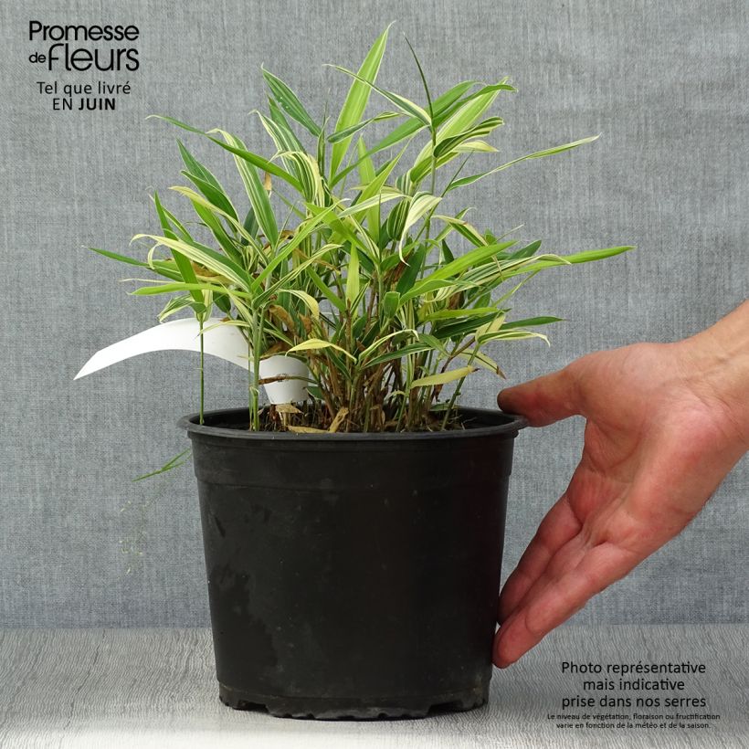 Ejemplar de Sasaella masamuneana Albostriata - Bambú enano Maceta 2L/3LAltura de entrega aprox. 10/20cm entregado en verano