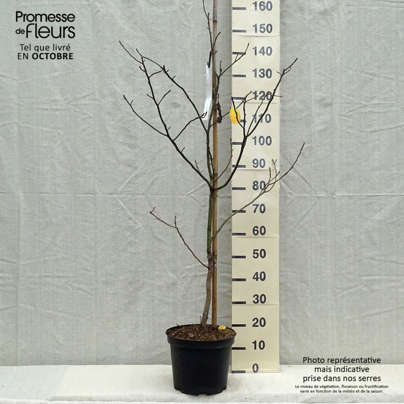 Ejemplar de Sassafras albidum - Árbol del Sasafrás Maceta 7,5L/10L entregado en otoño