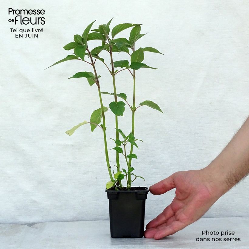 Ejemplar de Salvia piña Ananas Maceta de 7/8 cm entregado en verano