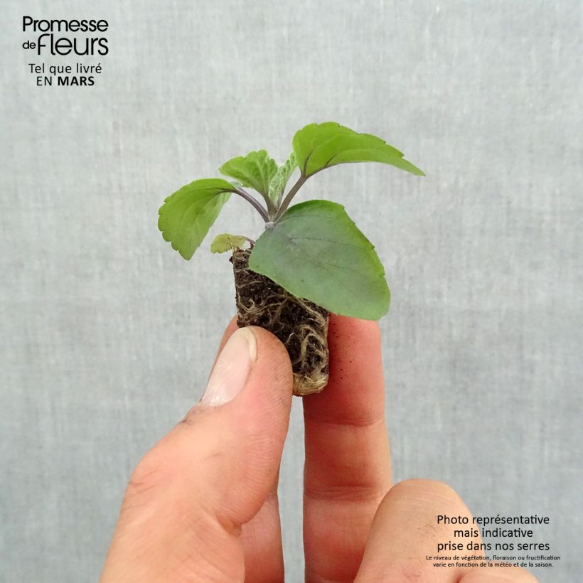 Salvia Big Blue minicepellón: Ø 1,5/2,5 cm Ejemplar entregado en la primavera