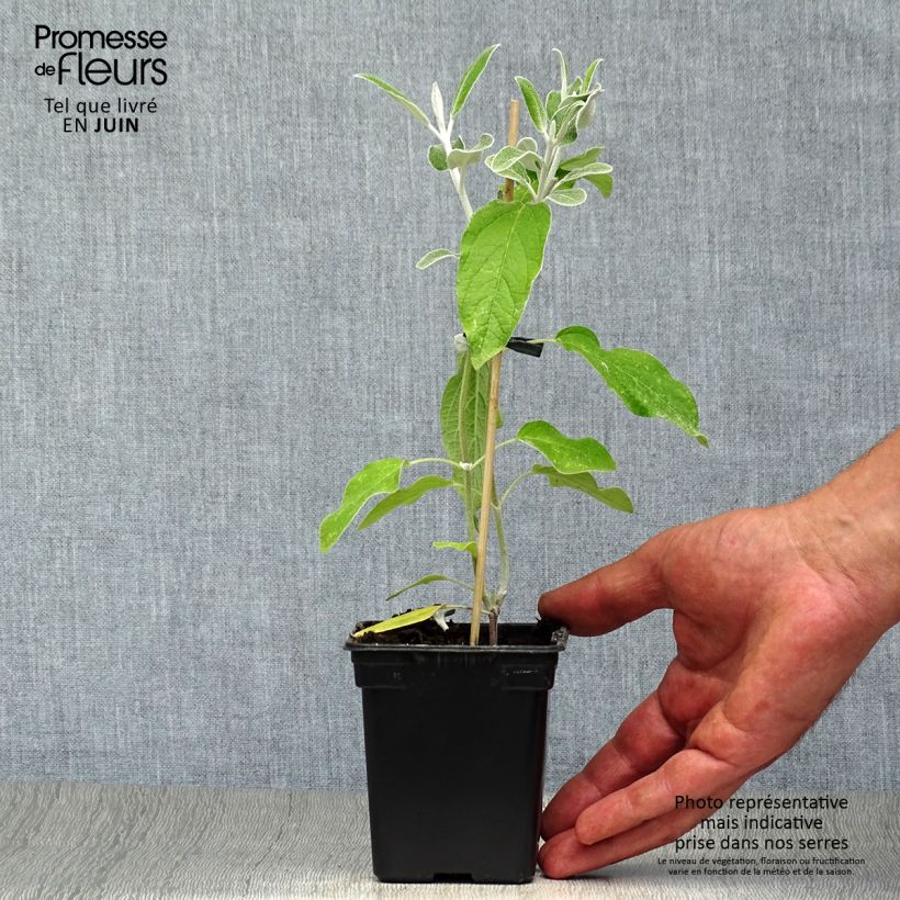 Ejemplar de Salvia - Salvia discolor Maceta de 7/8 cm entregado en verano
