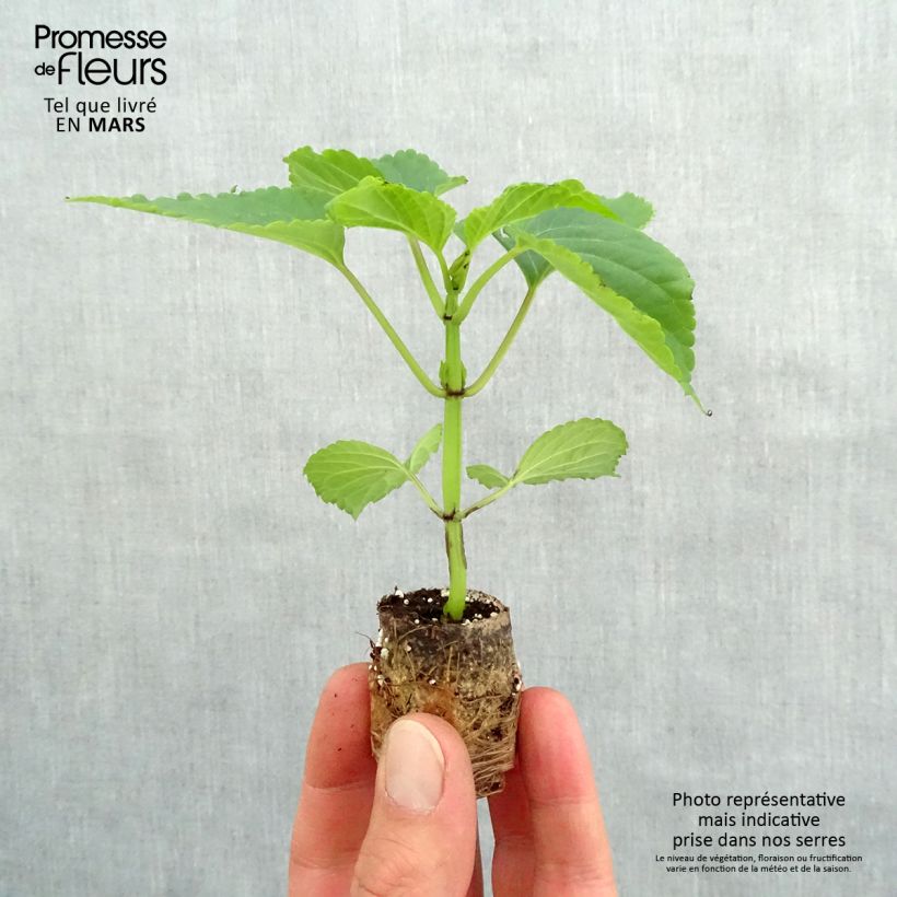 Salvia spendens Gogo Purple - Banderilla minicepellón: Ø 3/4 cm Ejemplar entregado en la primavera