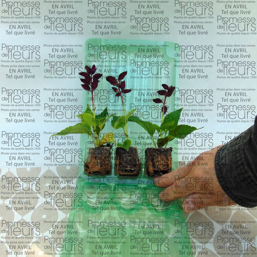 Ejemplo de ejemplar de Salvia spendens Gogo Purple - Banderilla minicepellón: Ø 3/4 cm tal y como se entrega
