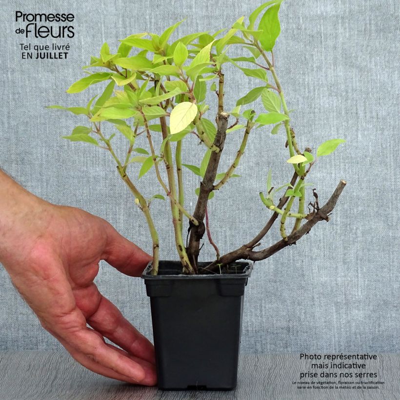 Ejemplar de Salvia piña Golden Delicious Maceta de 7/8 cm entregado en verano