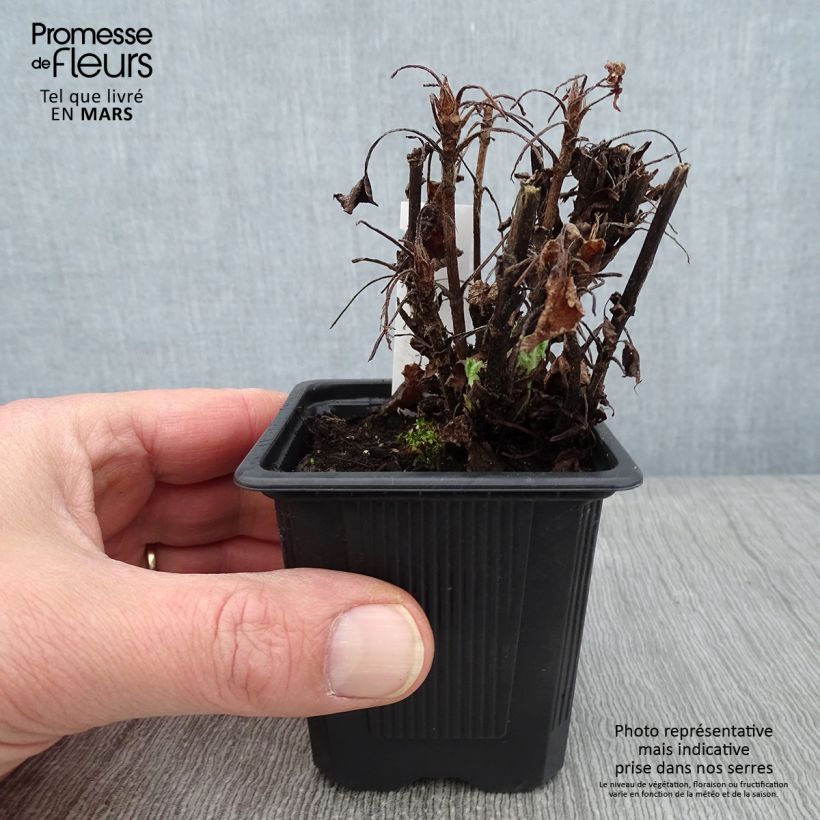 Salvia glutinosa Maceta de 8/9 cm Ejemplar entregado en invierno
