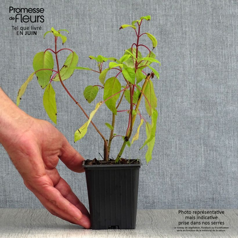 Ejemplar de Salvia involucrata Bethelii Maceta de 7/8 cmAltura de entrega aprox. 10/15cm entregado en verano