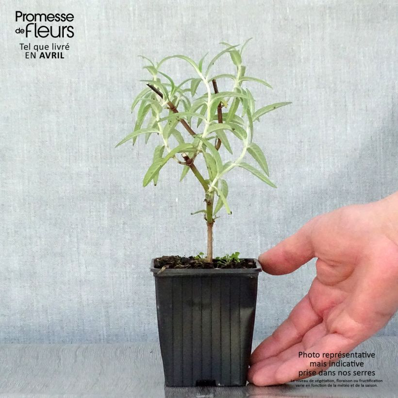 Salvia leucantha - Salvia rabo de gato Maceta de 7/8 cmAltura de entrega aprox. 10/15cm Ejemplar entregado en la primavera