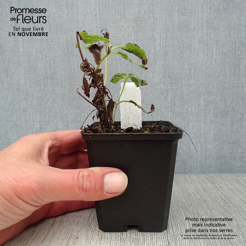 Ejemplar de Salvia nemorosa Amethyst Maceta de 8/9 cm entregado en otoño