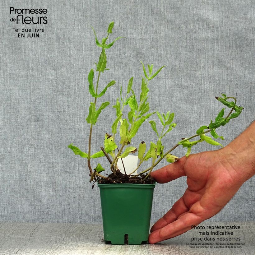 Ejemplar de Salvia nemorosa Amethyst Maceta de 8/9 cm entregado en verano