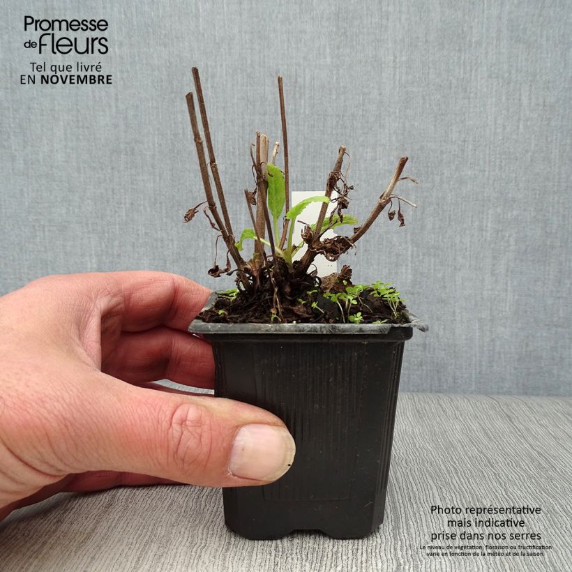 Ejemplar de Salvia nemorosa Caradonna Maceta de 8/9 cm entregado en otoño