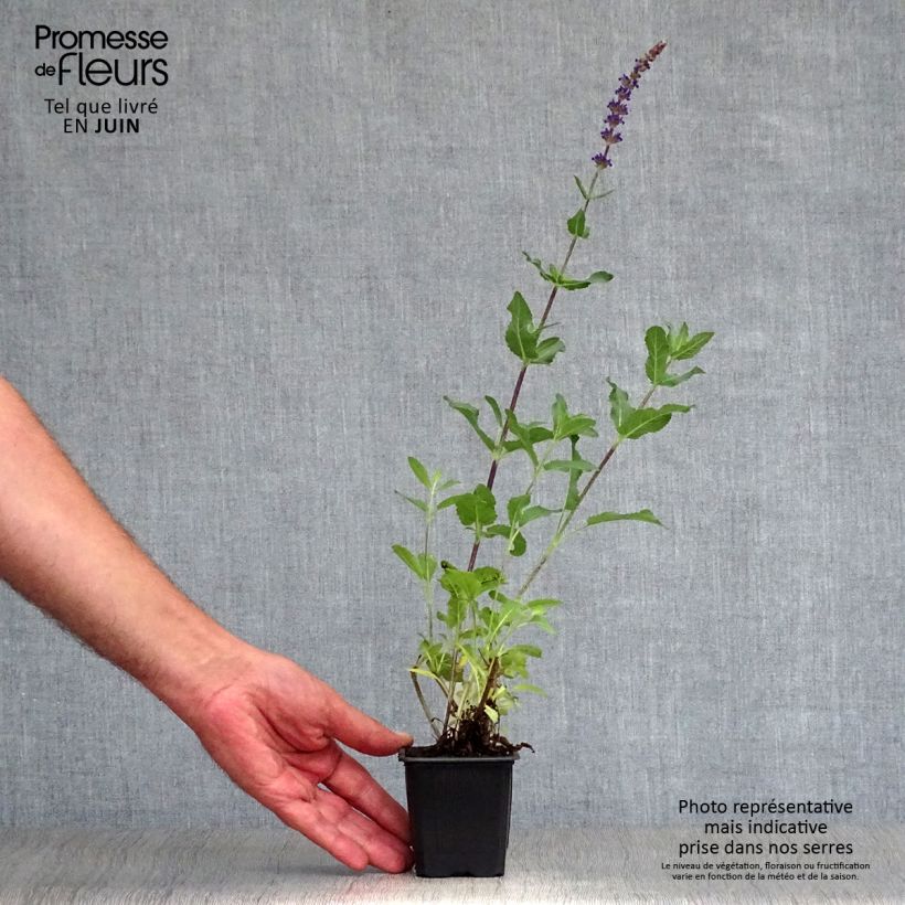 Ejemplar de Salvia nemorosa Caradonna Maceta de 8/9 cm entregado en verano
