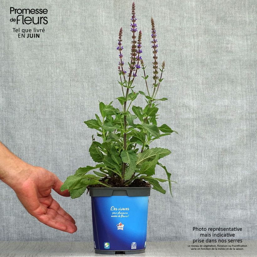Ejemplar de Salvia nemorosa Caradonna Maceta 1,5L/2L entregado en verano