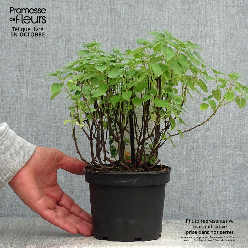 Ejemplar de Salvia piña Tangerine Maceta 1,5L/2L entregado en otoño