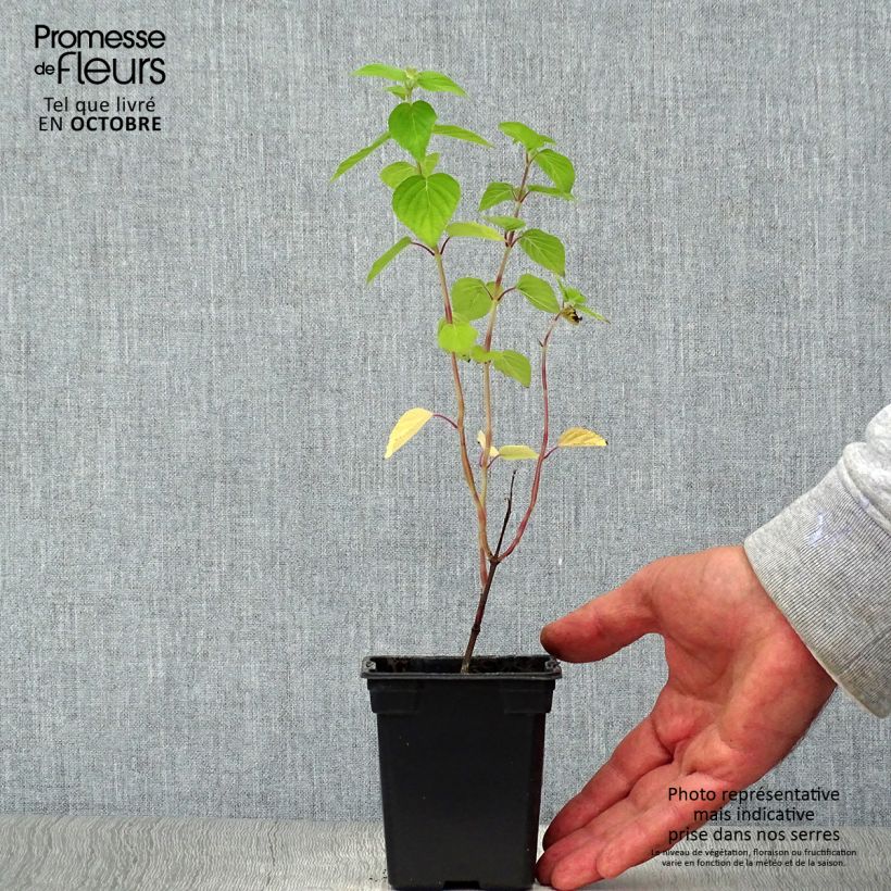 Ejemplar de Salvia piña Tangerine Maceta de 7/8 cm entregado en otoño