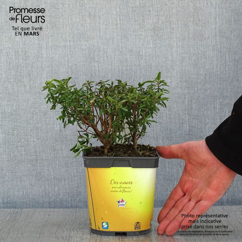 Salvia jamensis Belle de Loire Maceta 2L/3L Ejemplar entregado en invierno