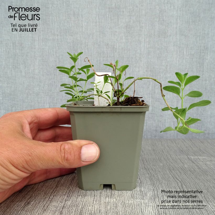 Ejemplar de Salvia microphylla Blue Note - Salvia Rosa Maceta de 8/9 cm entregado en verano