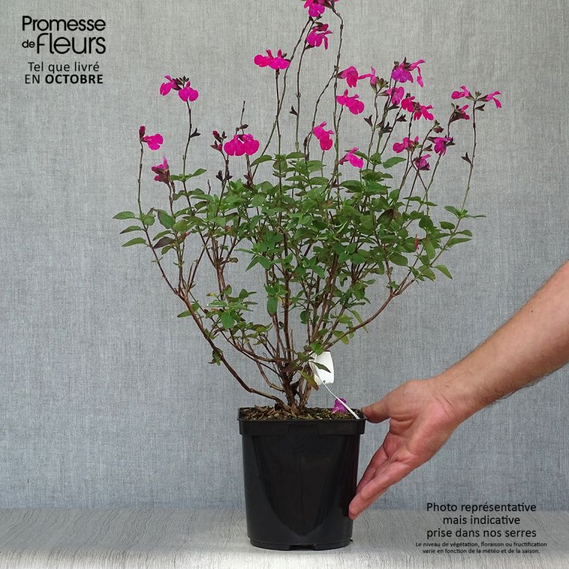 Ejemplar de Salvia microphylla Cerro Potosi - Salvia rosa Maceta 2L/3L entregado en otoño