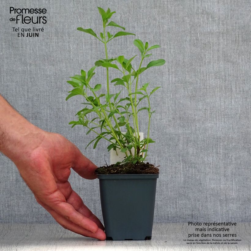 Ejemplar de Salvia microphylla Nachtvlinder - Salvia rosa Maceta de 8/9 cm entregado en verano