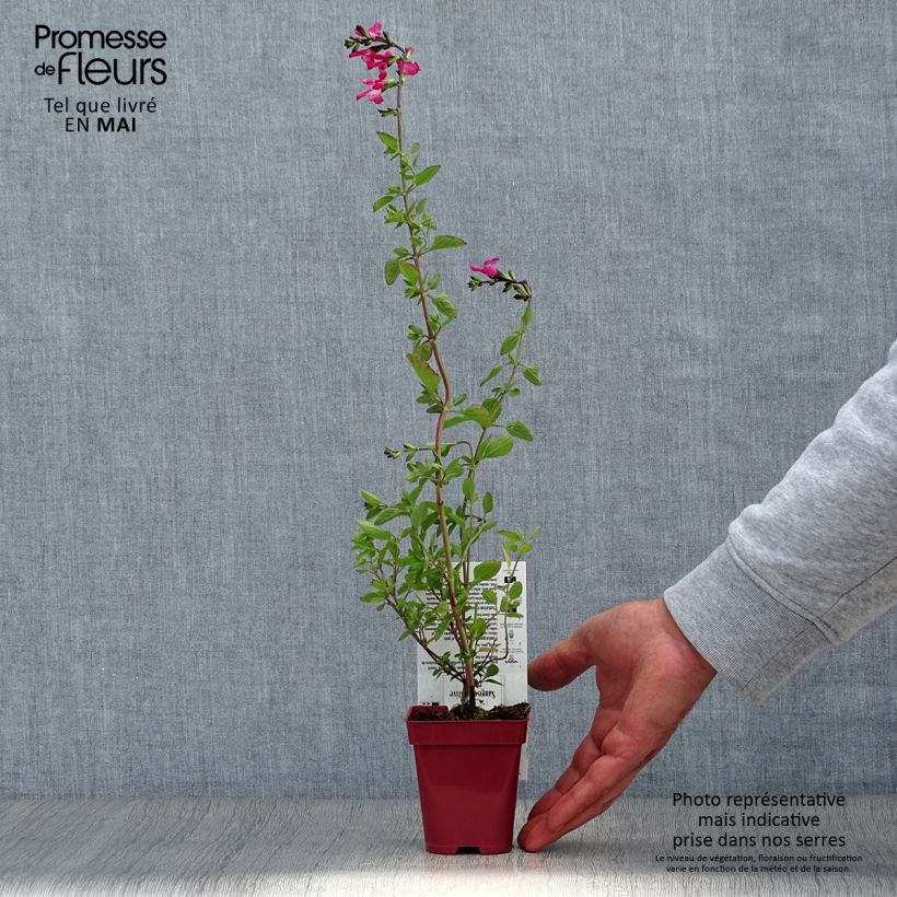 Salvia microphylla Pink Lips - Salvia rosa Maceta de 8/9 cmAltura de entrega aprox. 10/15cm Ejemplar entregado en la primavera