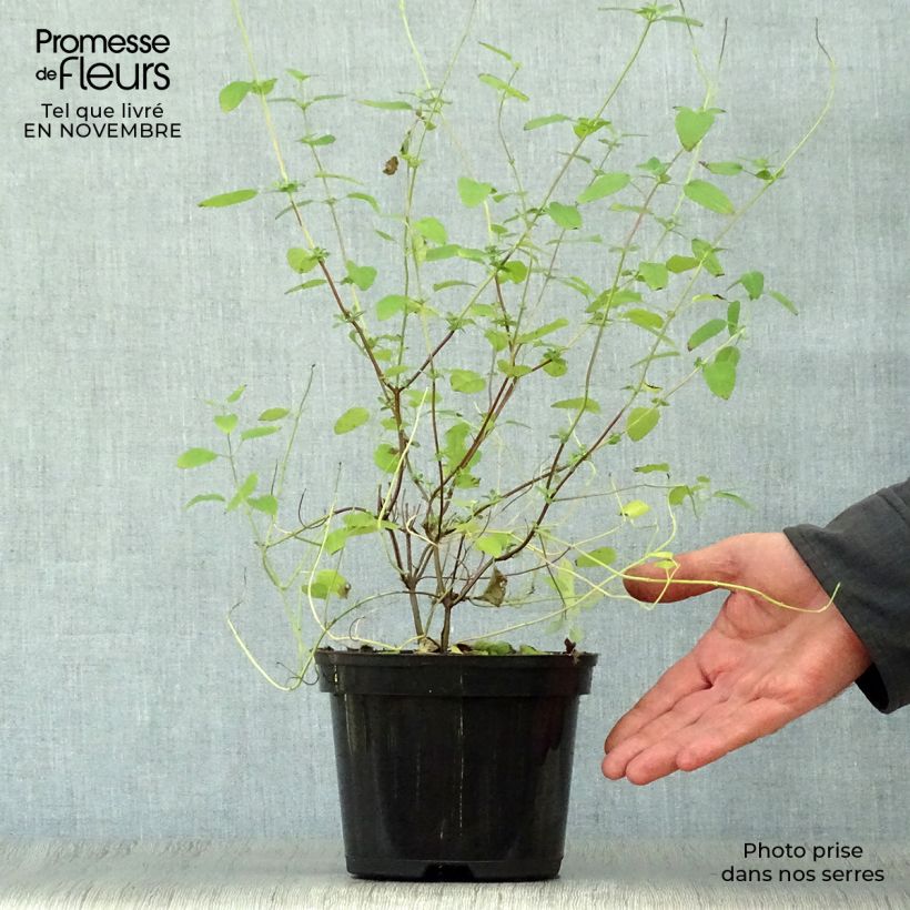 Ejemplar de Salvia microphylla Pink Lips - Salvia rosa Maceta 2L/3L entregado en otoño