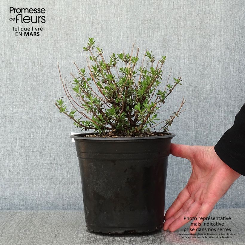 Salvia jamensis Reve Rouge Maceta 4L/5L Ejemplar entregado en invierno