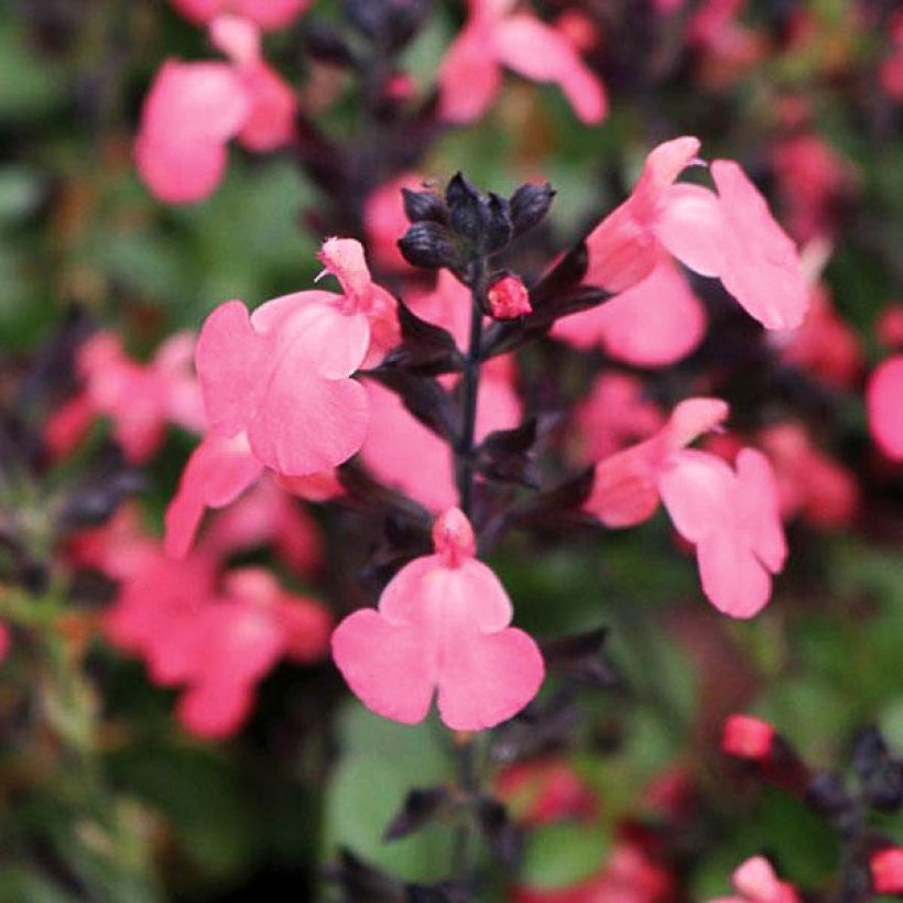 Salvia greggii Mirage Salmon - Salvia de otoño (Floración)