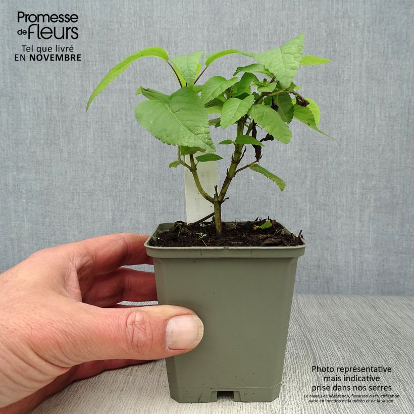 Ejemplar de Salvia guaranitica Black and Blue - Salvia azul Maceta de 7/8 cm entregado en otoño