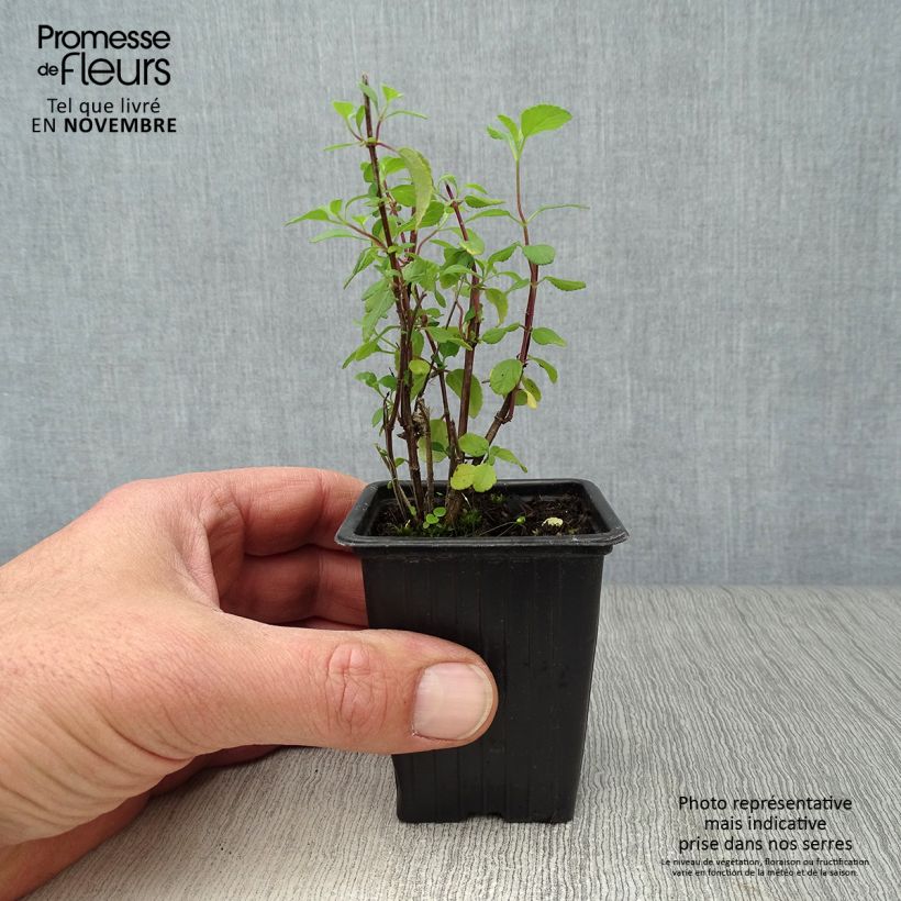 Ejemplar de Salvia microphylla grahamii Hot Lips Maceta de 7/8 cm entregado en otoño
