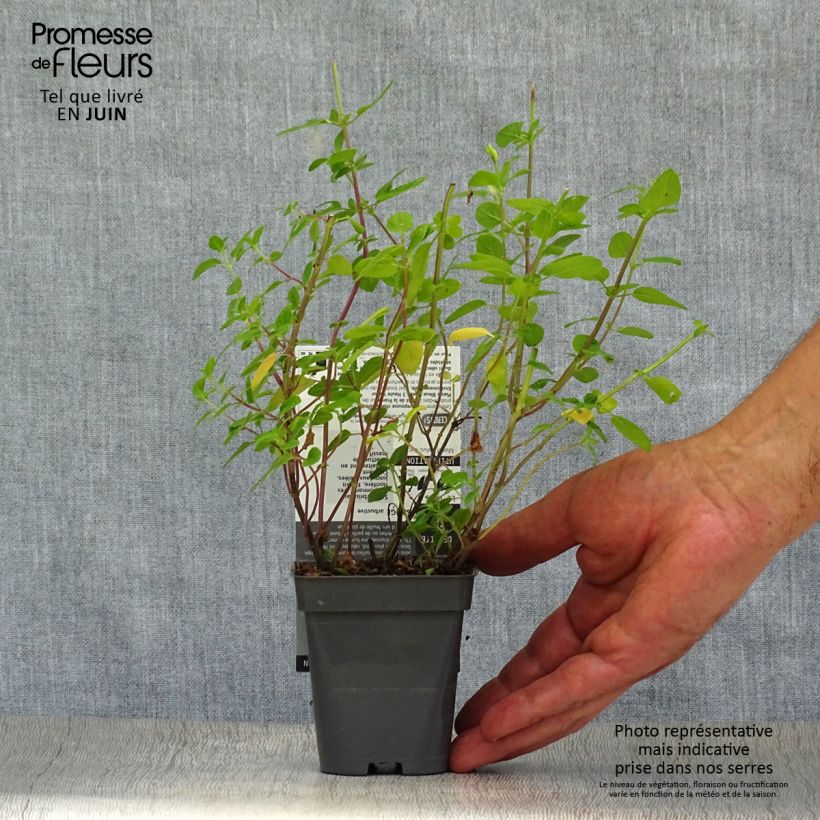 Ejemplar de Salvia microphylla grahamii Maceta de 7/8 cm entregado en verano