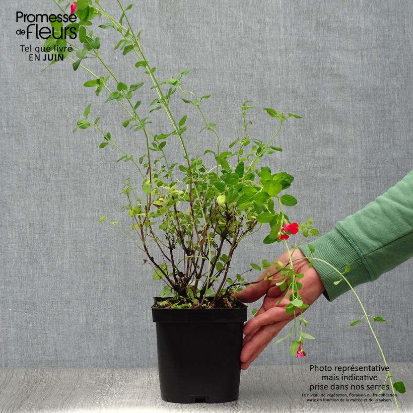 Ejemplar de Salvia microphylla grahamii Maceta 2L/3L entregado en verano