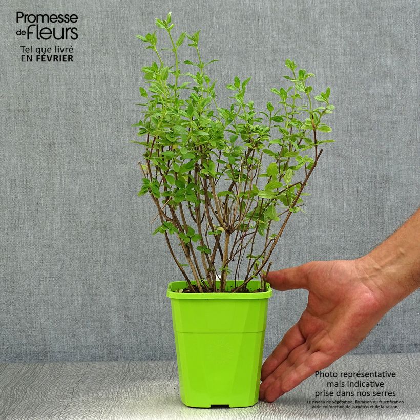 Ejemplar de Salvia microphylla So Cool Pale Blue - Salvia rosa Maceta 1L/1,5L entregado en otoño