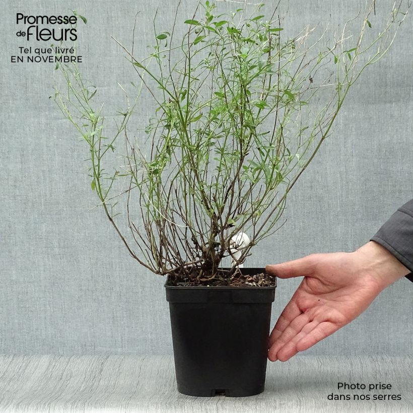 Ejemplar de Salvia microphylla Victoria Blue - Salvia rosa Maceta 2L/3L entregado en otoño