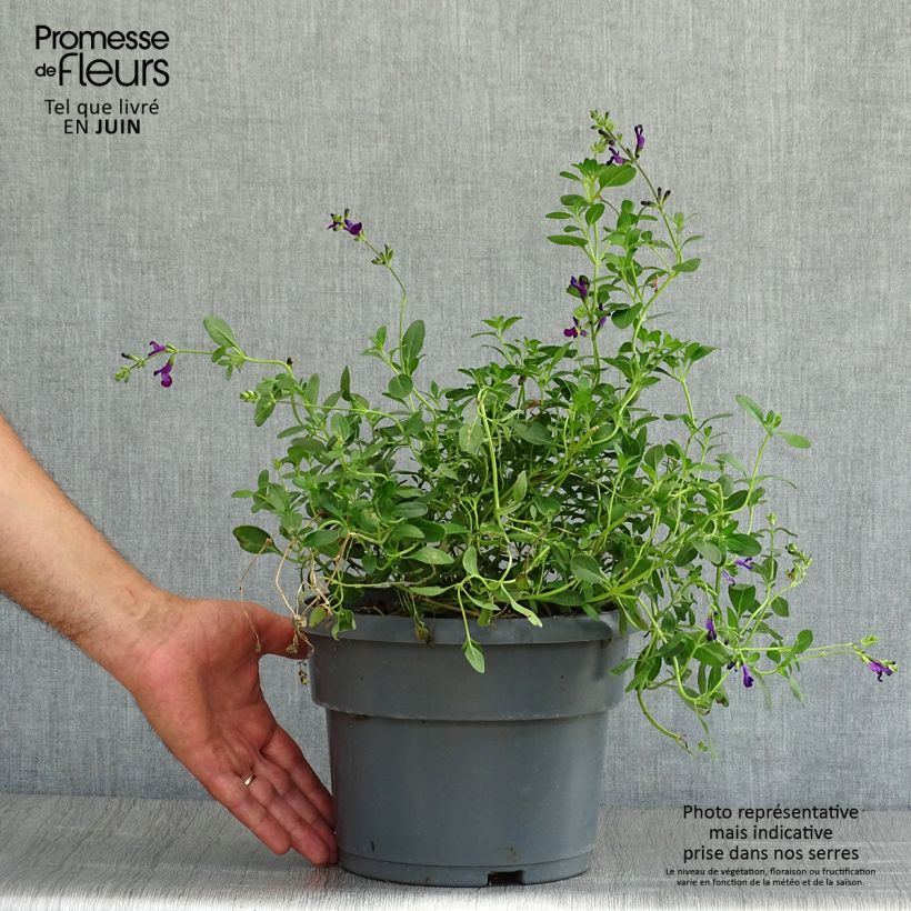 Ejemplar de Salvia jamensis Violette de Loire Maceta 4L/5LAltura de entrega aprox. 10/20cm entregado en verano