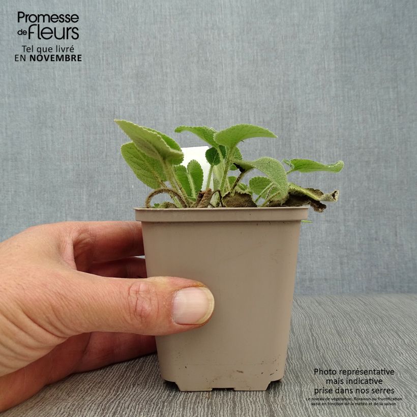 Ejemplar de Phlomis samia - Flomis Maceta de 8/9 cm entregado en otoño