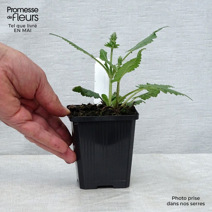 Salvia nemorosa Viola Klose Maceta de 8/9 cm Ejemplar entregado en la primavera