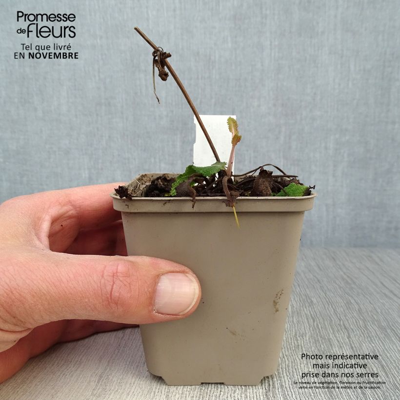 Ejemplar de Salvia nemorosa Viola Klose Maceta de 8/9 cm entregado en otoño