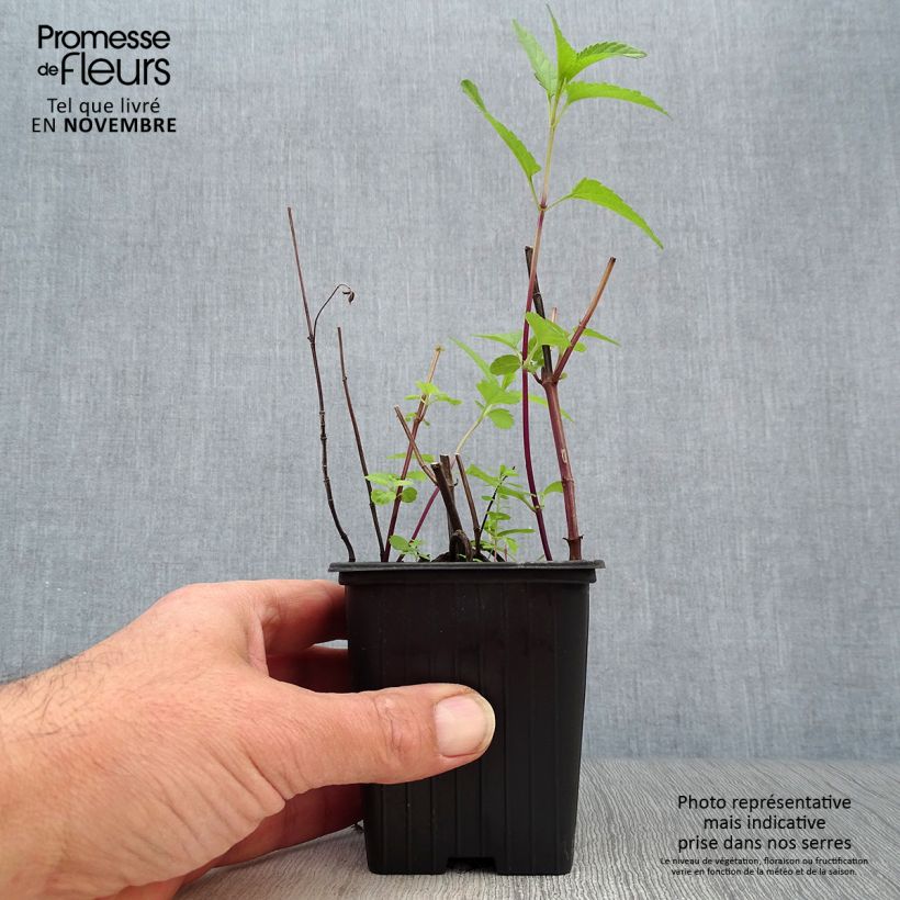 Ejemplar de Salvia uliginosa - Salvia celeste Maceta de 7/8 cm entregado en otoño